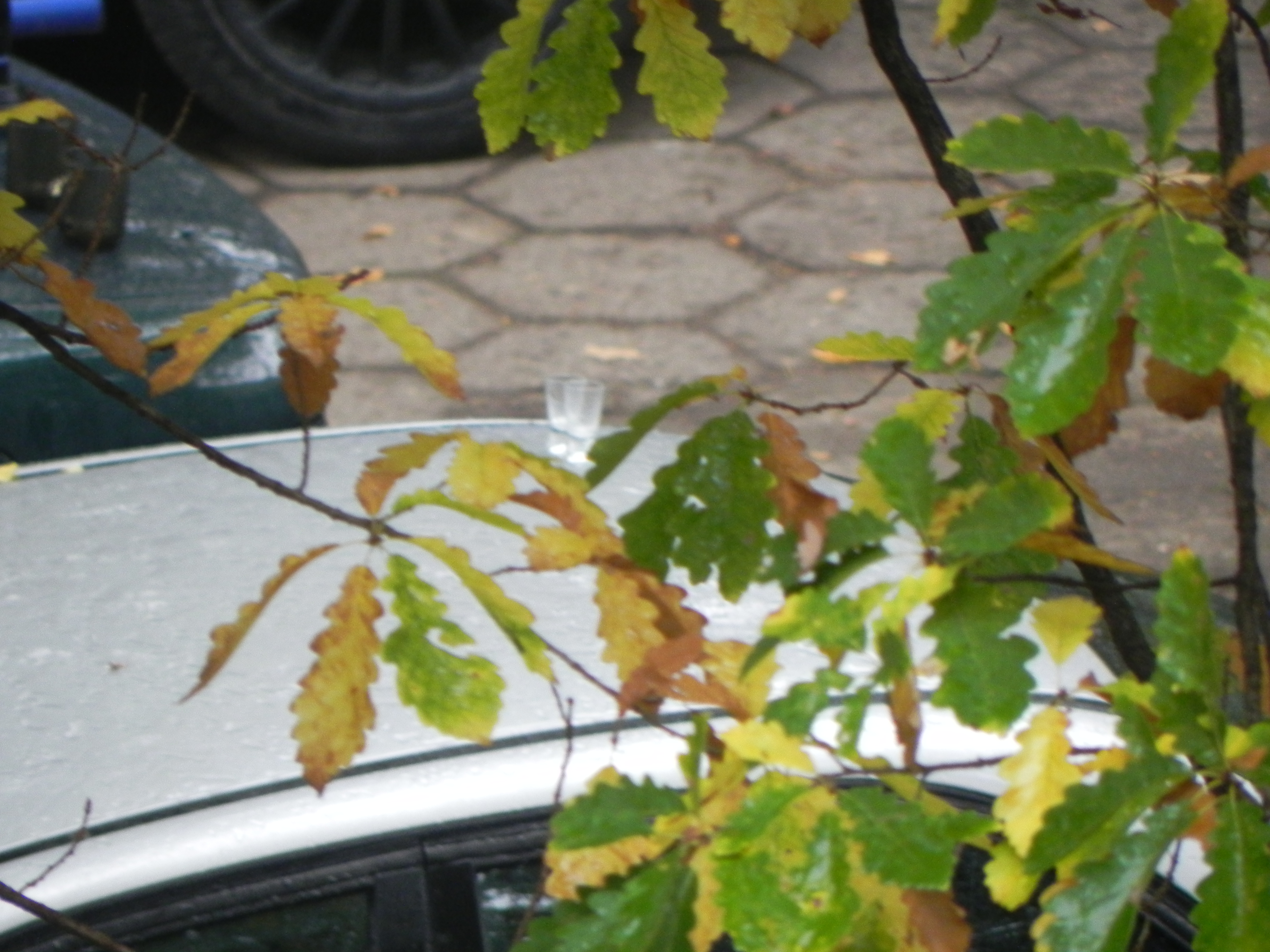 DSCN0964